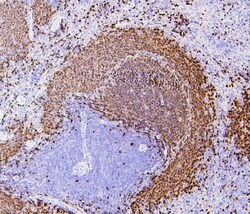 Invitrogen PAX5 Monoclonal Antibody (6I4) 100 &mu;g; Unconjugated:Antibodies,
