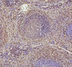Invitrogen PAX5 Monoclonal Antibody (6I4) 100 &mu;g; Unconjugated:Antibodies,