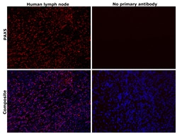 Invitrogen PAX5 Monoclonal Antibody (6I4) 100 &mu;g; Unconjugated:Antibodies,