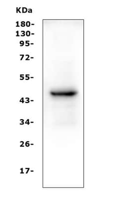 Invitrogen PAX5 Monoclonal Antibody (6I4) 100 &mu;g; Unconjugated:Antibodies,