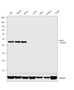Invitrogen PAX5 Monoclonal Antibody (6I4) 100 &mu;g; Unconjugated:Antibodies,