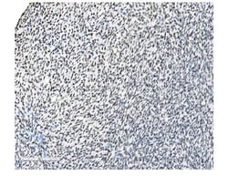 Invitrogen NRF1 Monoclonal Antibody (2G4) 100 &mu;g | Buy Online | Invitrogen&trade; | Fisher Scientific