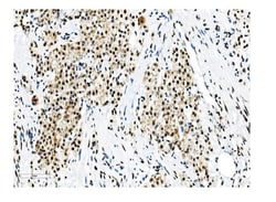 Invitrogen NRF1 Monoclonal Antibody (2G4) 100 &mu;g | Buy Online | Invitrogen&trade; | Fisher Scientific