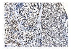 Invitrogen NRF1 Monoclonal Antibody (2G4) 100 &mu;g | Buy Online | Invitrogen&trade; | Fisher Scientific