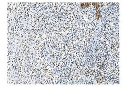 Invitrogen NRF1 Monoclonal Antibody (2G4) 100 &mu;g | Buy Online | Invitrogen&trade; | Fisher Scientific