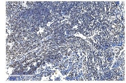 Invitrogen NRF1 Monoclonal Antibody (2G4) 100 &mu;g | Buy Online | Invitrogen&trade; | Fisher Scientific