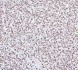 Invitrogen NRF1 Monoclonal Antibody (2G4) 100 &mu;g | Buy Online | Invitrogen&trade; | Fisher Scientific