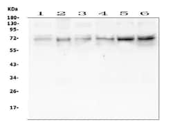 Invitrogen NRF1 Monoclonal Antibody (2G4) 100 &mu;g | Buy Online | Invitrogen&trade; | Fisher Scientific