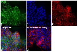 Invitrogen BAK1 Monoclonal Antibody (4C2) 100 &mu;g; Unconjugated:Anticuerpos
