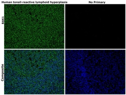 Invitrogen BAK1 Monoclonal Antibody (4C2) 100 &mu;g; Unconjugated:Anticuerpos
