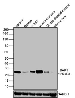 Invitrogen BAK1 Monoclonal Antibody (4C2) 100 &mu;g; Unconjugated:Anticuerpos
