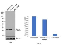 Invitrogen BAK1 Monoclonal Antibody (4C2) 100 &mu;g; Unconjugated:Anticuerpos