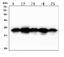 Invitrogen BAK1 Monoclonal Antibody (4C2) 100 &mu;g; Unconjugated:Anticuerpos