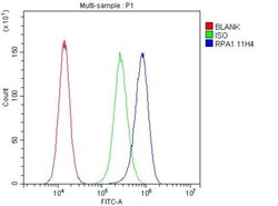 Invitrogen RPA70 Monoclonal Antibody (11H4) 100 &mu;g; Unconjugated:Antibodies,