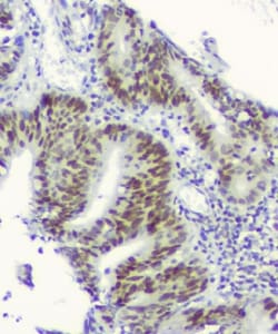 Invitrogen RPA70 Monoclonal Antibody (11H4) 100 &mu;g; Unconjugated:Antibodies,