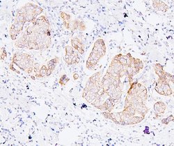Invitrogen PDCD6IP Monoclonal Antibody (14D10) 100 &mu;g; Unconjugated:Antibodies,