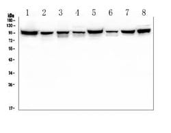Invitrogen PDCD6IP Monoclonal Antibody (14D10) 100 &mu;g; Unconjugated:Antibodies,