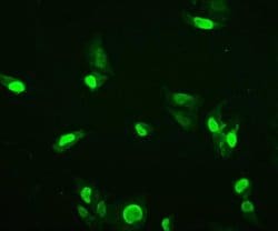 Invitrogen HMG4 Monoclonal Antibody (7G13) 100 &mu;g; Unconjugated:Antibodies,