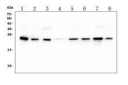 Invitrogen HMG4 Monoclonal Antibody (7G13) 100 &mu;g; Unconjugated:Antibodies,