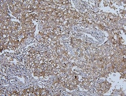 Invitrogen HSPH1 Monoclonal Antibody (3D10) 100 &mu;g; Unconjugated:Antibodies,