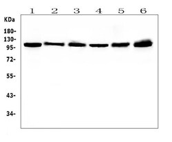 Invitrogen HSPH1 Monoclonal Antibody (3D10) 100 &mu;g; Unconjugated:Antibodies,