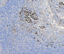 Invitrogen COPE Monoclonal Antibody (9B6) 100 &mu;g; Unconjugated:Antibodies,