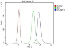 Invitrogen CFL2 Monoclonal Antibody (8C13) 100 &mu;g | Buy Online | Invitrogen&trade; | Fisher Scientific