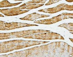 Invitrogen CFL2 Monoclonal Antibody (8C13) 100 &mu;g | Buy Online | Invitrogen&trade; | Fisher Scientific