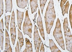 Invitrogen CFL2 Monoclonal Antibody (8C13) 100 &mu;g | Buy Online | Invitrogen&trade; | Fisher Scientific