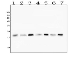 Invitrogen CFL2 Monoclonal Antibody (8C13) 100 &mu;g | Buy Online | Invitrogen&trade; | Fisher Scientific