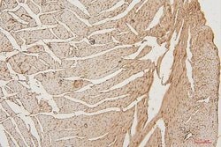 Invitrogen PPCS Monoclonal Antibody (7G13) 100 &mu;g; Unconjugated:Antibodies,
