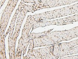 Invitrogen PPCS Monoclonal Antibody (7G13) 100 &mu;g; Unconjugated:Antibodies,