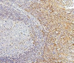 Invitrogen PPCS Monoclonal Antibody (7G13) 100 &mu;g; Unconjugated:Antibodies,