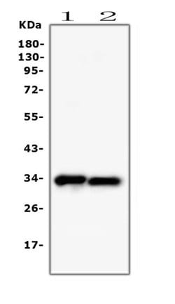 Invitrogen PPCS Monoclonal Antibody (7G13) 100 &mu;g; Unconjugated:Antibodies,