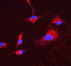 Invitrogen ATP5H Monoclonal Antibody (6B12) 100 &mu;g; Unconjugated:Antibodies,