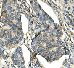 Invitrogen ATP5H Monoclonal Antibody (6B12) 100 &mu;g; Unconjugated:Antibodies,