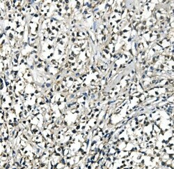 Invitrogen ATP5H Monoclonal Antibody (6B12) 100 &mu;g; Unconjugated:Antibodies,