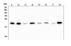 Invitrogen ATP5H Monoclonal Antibody (6B12) 100 &mu;g; Unconjugated:Antibodies,