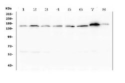 ASXL1 Monoclonal Antibody (11I4), Invitrogen 100 &mu;g; Unconjugated:Antibodies,