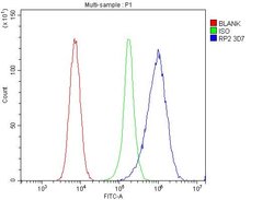 Invitrogen RP2 Monoclonal Antibody (3D7) 100 &mu;g; Unconjugated:Antibodies,