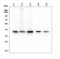 Invitrogen RP2 Monoclonal Antibody (3D7) 100 &mu;g; Unconjugated:Antibodies,