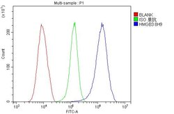 Invitrogen HMG4 Monoclonal Antibody (8H9) 100 &mu;g; Unconjugated:Antibodies,