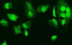Invitrogen HMG4 Monoclonal Antibody (8H9) 100 &mu;g; Unconjugated:Antibodies,