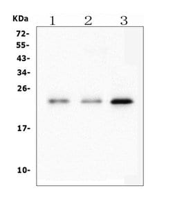Invitrogen HMG4 Monoclonal Antibody (8H9) 100 &mu;g; Unconjugated:Antibodies,