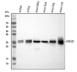 Invitrogen HMG4 Monoclonal Antibody (8H9) 100 &mu;g; Unconjugated:Antibodies,