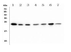 Invitrogen HMG4 Monoclonal Antibody (8H9) 100 &mu;g; Unconjugated:Antibodies,