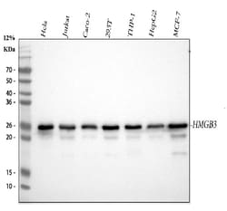 Invitrogen HMG4 Monoclonal Antibody (8H9) 100 &mu;g; Unconjugated:Antibodies,