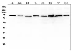 Invitrogen UBA2 Monoclonal Antibody (5H11) 100 &mu;g | Buy Online | Invitrogen&trade; | Fisher Scientific
