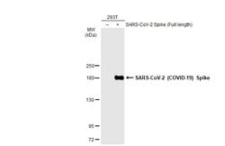 Invitrogen SARS-CoV-2 Spike Protein S1 Monoclonal Antibody (GT263) 100