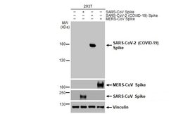 Invitrogen SARS-CoV-2 Spike Protein S1 Monoclonal Antibody (GT263) 100